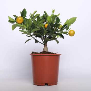  Citrus Calamodin (Drzewko Cytrusowe)