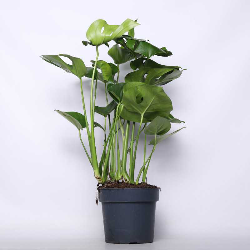Monstera Deliciosa (Monstera dziurawa) - 23 cm