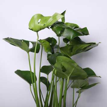Monstera Deliciosa (Monstera dziurawa) - 23 cm