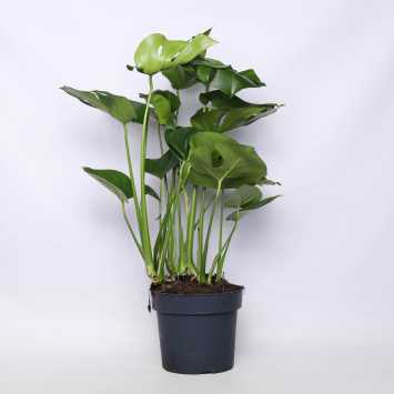 Monstera Deliciosa (Monstera dziurawa) - 23 cm