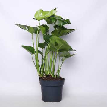 Monstera Deliciosa (Monstera dziurawa) - 23 cm