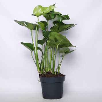 Monstera Deliciosa (Monstera dziurawa) - 23 cm