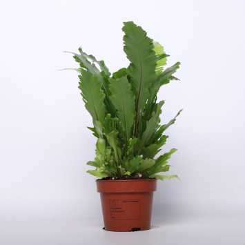 Asplenium Pravati (Zanokcica Parvati) - 17 cm