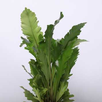 Asplenium Pravati (Zanokcica Parvati) - 17 cm