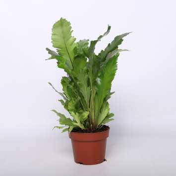 Asplenium Pravati (Zanokcica Parvati) - 17 cm