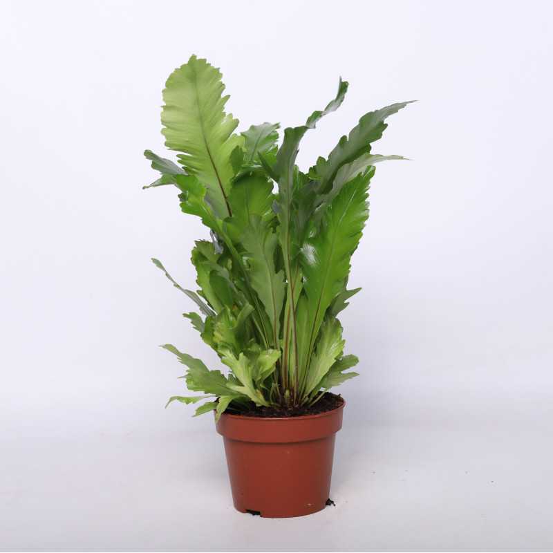 Asplenium Pravati (Zanokcica Parvati) - 17 cm