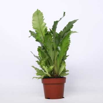 Asplenium Pravati (Zanokcica Parvati) - 17 cm