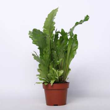 Asplenium Pravati (Zanokcica Parvati) - 17 cm