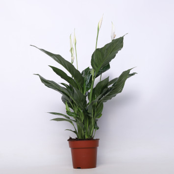 Skrzydłokwiat (Spathiphyllum) 13 cm