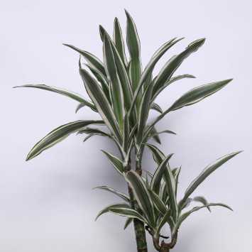 Dracena wonna - 2 rodzaje 