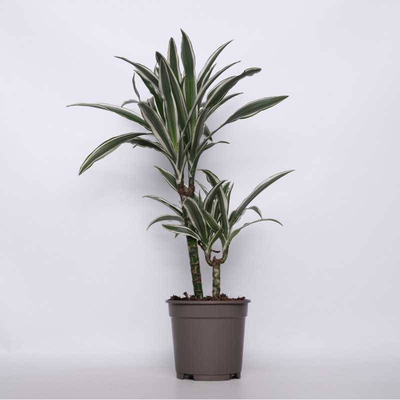 Dracena wonna - 2 rodzaje 