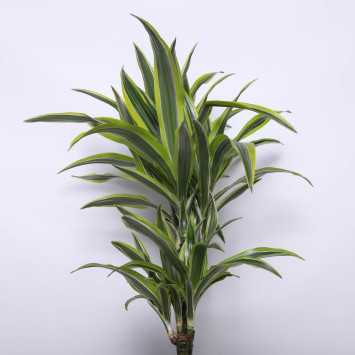 Dracena wonna - 2 rodzaje 