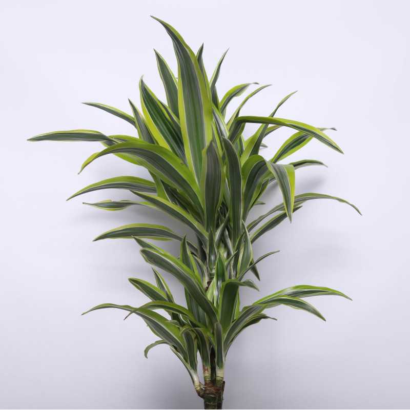 Dracena wonna - 2 rodzaje 