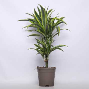 Dracena wonna - 2 rodzaje 