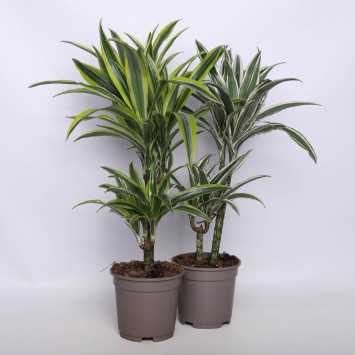 Dracena wonna - 2 rodzaje 