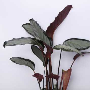 Kalatea Makoya, Kalatea Argentea (Calathea Makoya ,Calathea Argentea)