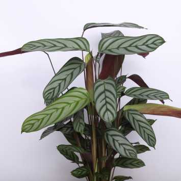 Kalatea Makoya, Kalatea Argentea (Calathea Makoya ,Calathea Argentea)