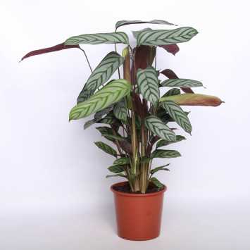 Kalatea Makoya, Kalatea Argentea (Calathea Makoya ,Calathea Argentea)