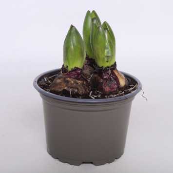 Hiacynt cebulka - 12 cm