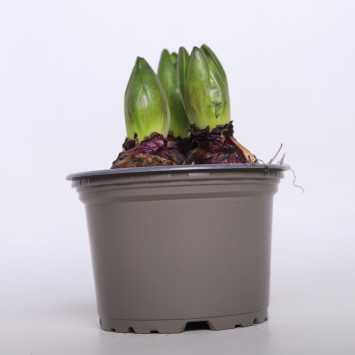 Hiacynt cebulka - 12 cm