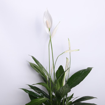 Skrzydłokwiat (Spathiphyllum) 17 cm