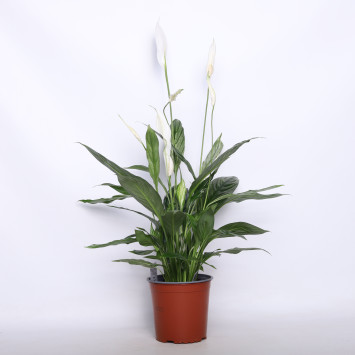 Skrzydłokwiat (Spathiphyllum) 17 cm