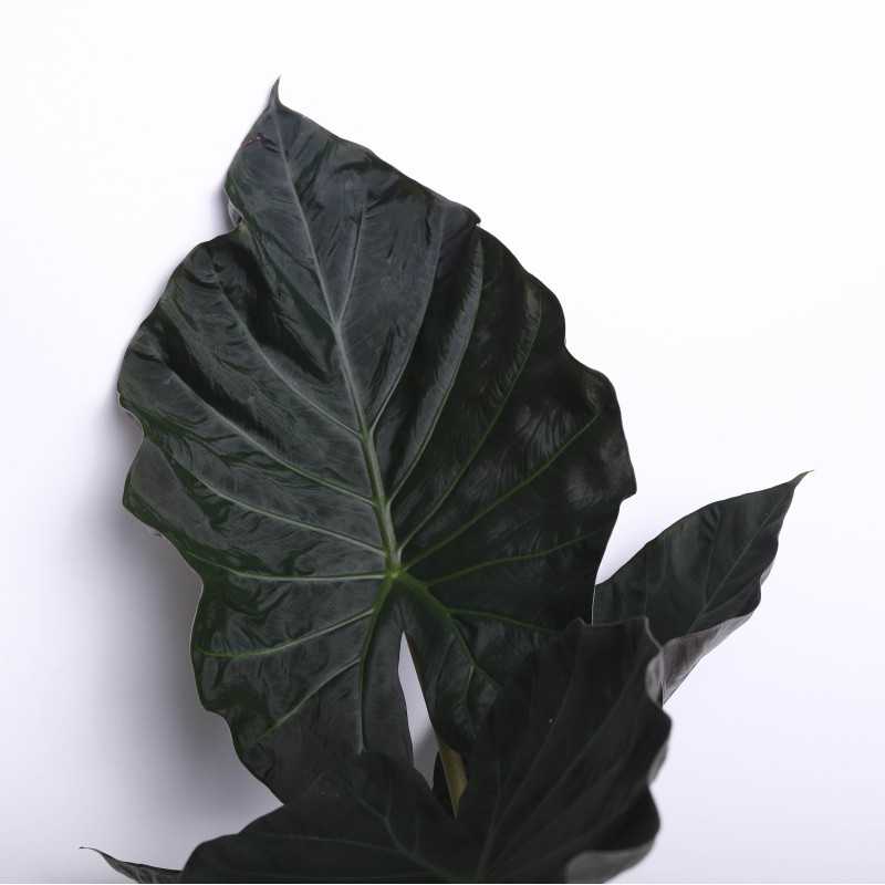 Alocasia wentii (Alokazja wentii)