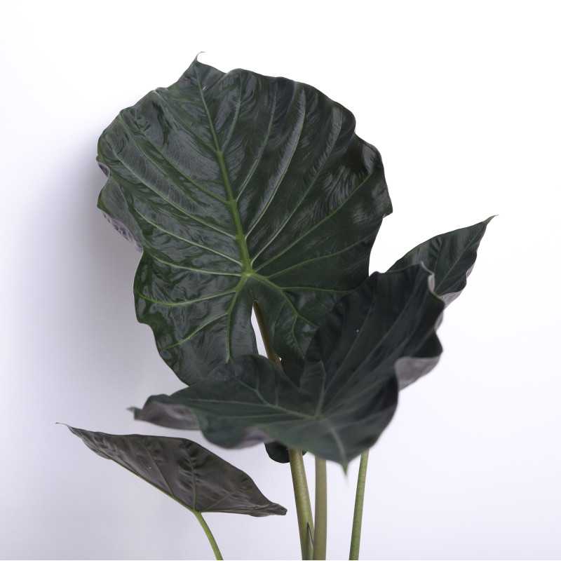 Alocasia wentii (Alokazja wentii)