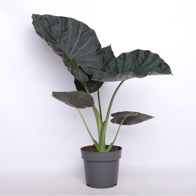 Alocasia wentii (Alokazja wentii)