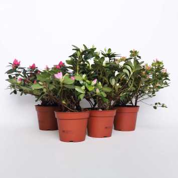 Azalia MIX - 14 cm