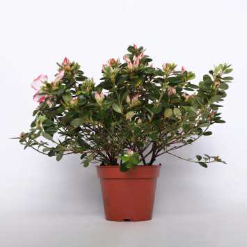Azalia MIX - 14 cm