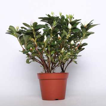 Azalia MIX - 14 cm