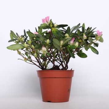 Azalia MIX - 14 cm