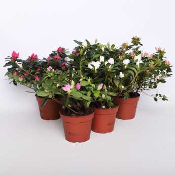 Azalia MIX - 14 cm