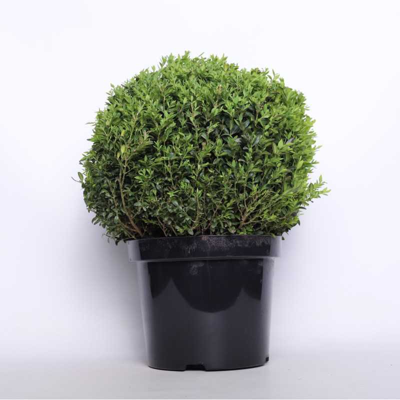 Bukszpan - 26 cm