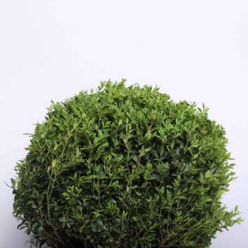 Bukszpan - 26 cm