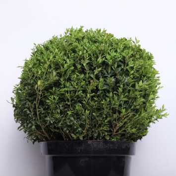 Bukszpan - 26 cm