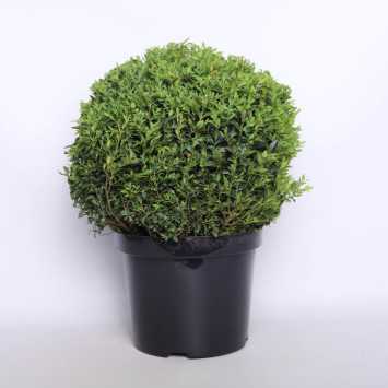 Bukszpan - 26 cm