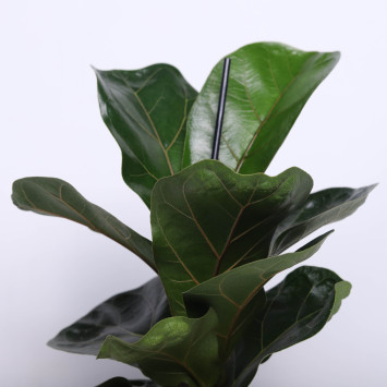 Figowiec dębolistny (Ficus lyra)