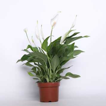 Skrzydłokwiat (Spathiphyllum) 12 cm