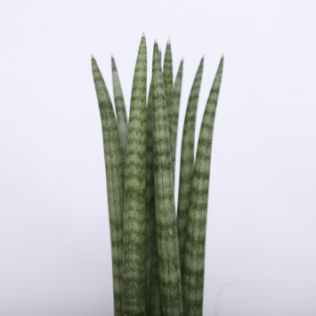 Sansewieria cylindryczna (Sansevieria cylindrica) - 8 cm