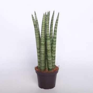 Sansewieria cylindryczna (Sansevieria cylindrica) - 8 cm