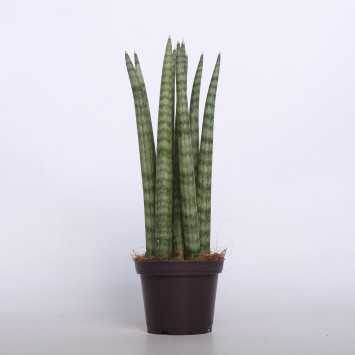 Sansewieria cylindryczna (Sansevieria cylindrica) - 8 cm