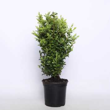 Bukszpan - 14 cm