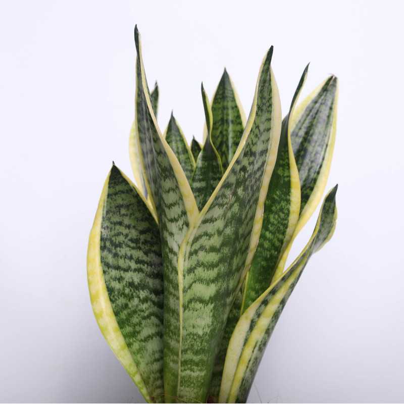 Sansewieria gwinejska (Sansevieria trifasciata 'Laurentii') - 14 cm