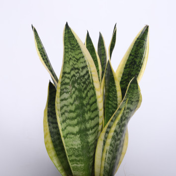 Sansewieria gwinejska (Sansevieria trifasciata 'Laurentii') - 14 cm
