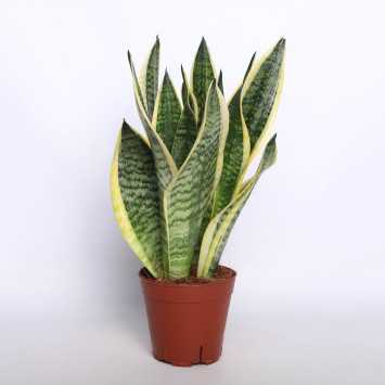 Sansewieria gwinejska (Sansevieria trifasciata 'Laurentii') - 14 cm