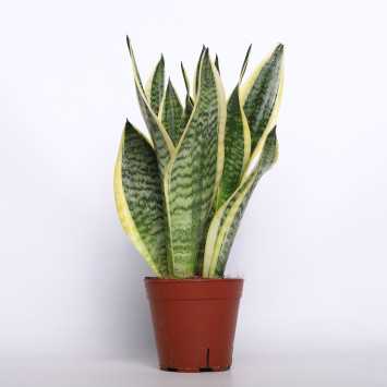 Sansewieria gwinejska (Sansevieria trifasciata 'Laurentii') - 14 cm