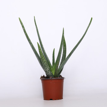 Aloes (Aloe vera) - śr.donicy.: 12 [cm]