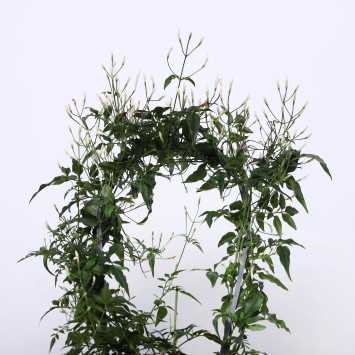 Jaśmin (Oleaceae) - śr.donicy: 12 [cm]